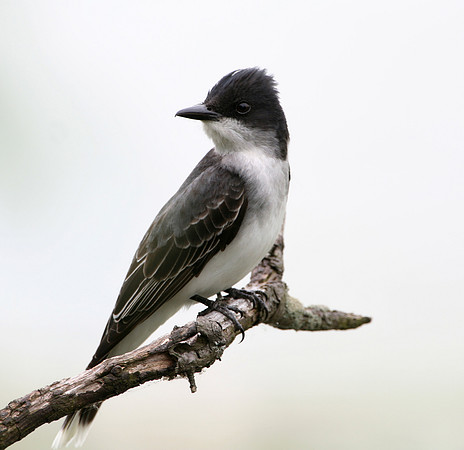 Eastern Kingbird