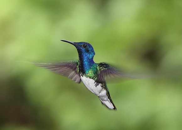 White-necked Jacobin - Costa Rica