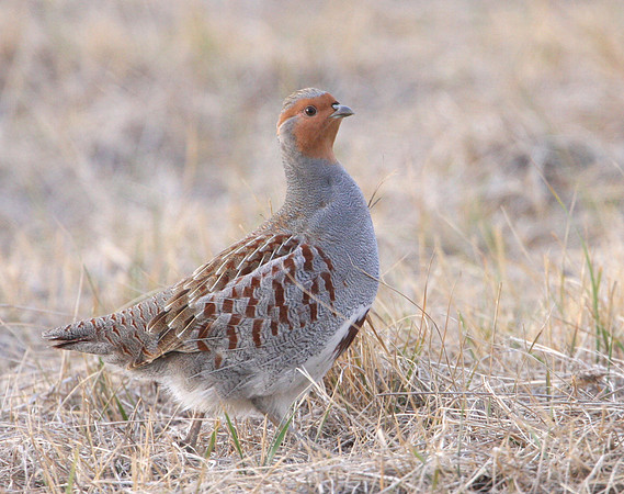 Gray Partridge - Badlands, South Dakota