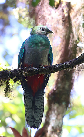 Resplendant Quetzel - Suria, Costa Rica