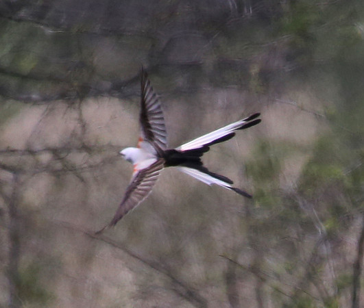Scissor-tailed Flycatcher - Dresden Lock and Dam, Illinois