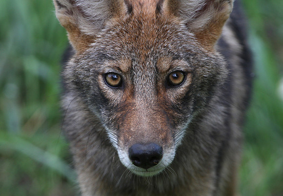 Coyote - Palos Heights