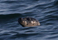 Harbor Seal