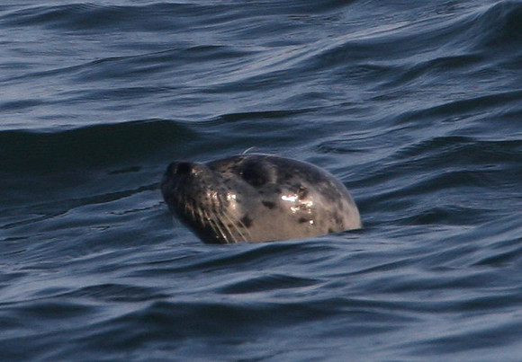 Harbor Seal