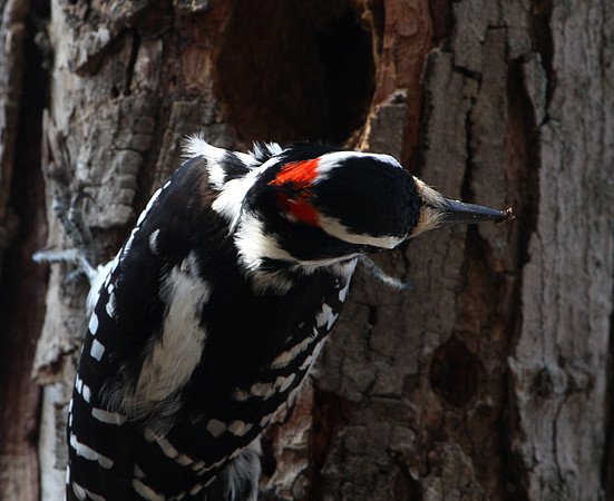Hairy Woodpecker