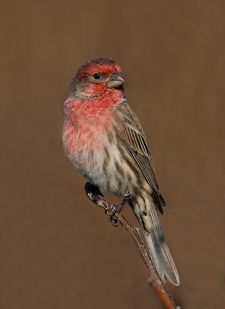 House Finch