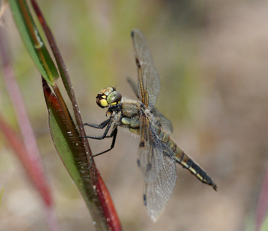 Four-spotted Skimmer