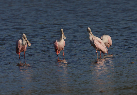 Roseate Spoonbill Santa Ana National Wildlife Refuge, Texas