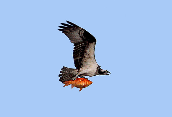 Osprey with Goldfish