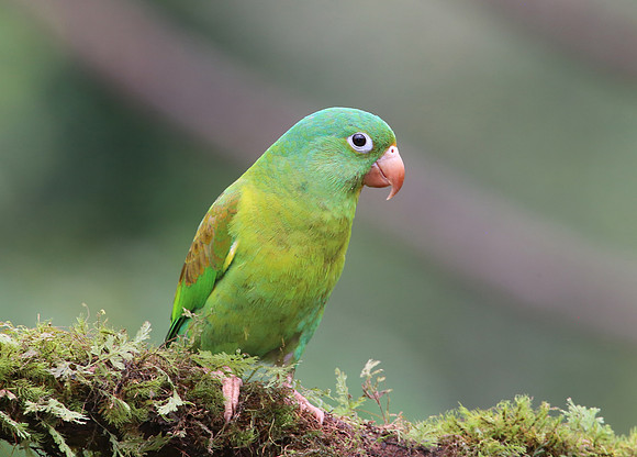 Orange-chinned Parakeet - Laguna Lagarto, Costa Rica