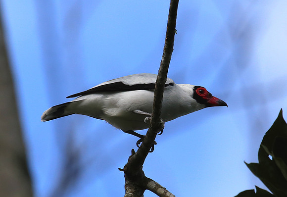 Masked Tityra - Costa Rica