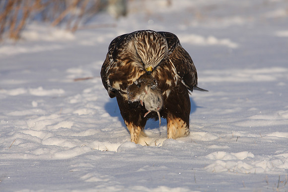 Rough-legged Hawk