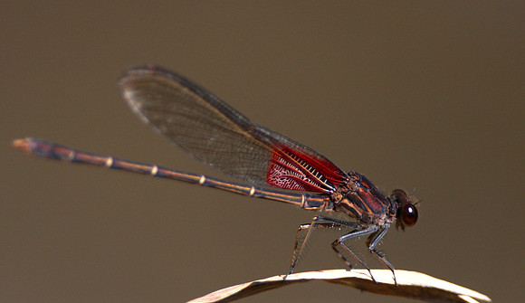 American Rubyspot