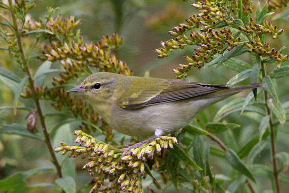 Tennessee Warbler