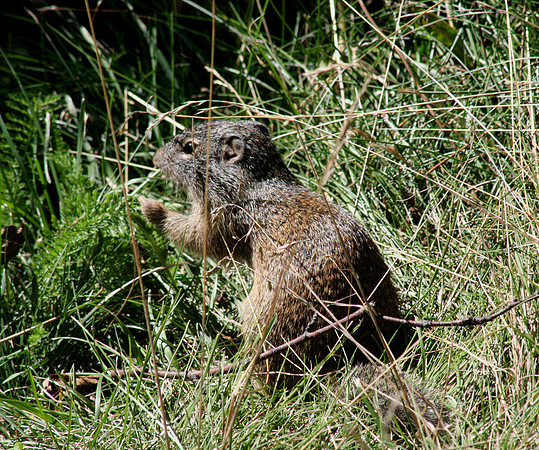 Franlin's Ground Squirrel