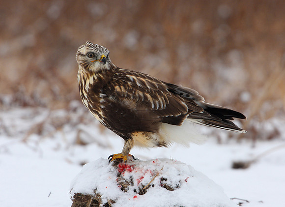 Rough-legged Hawk