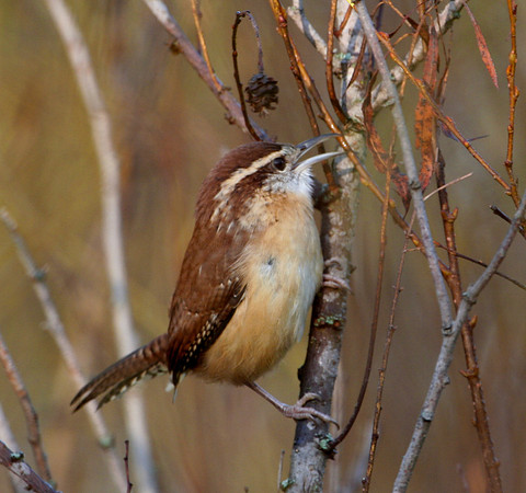 Carolina Wren