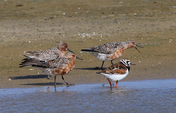 Red Knot - Galveston, Texas