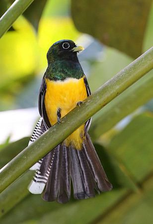 Black-throated Trogon - Selva Verde, Costa Rica
