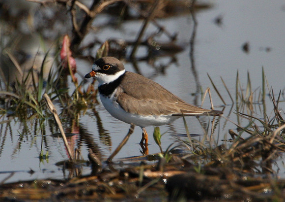 Semipalmated Plover