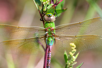 Common Green Darner Female