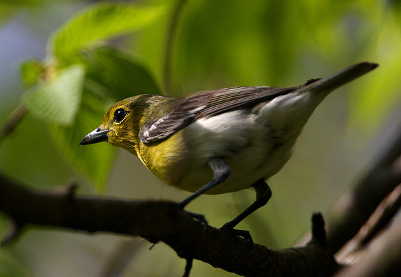 Yellow-throated Vireo