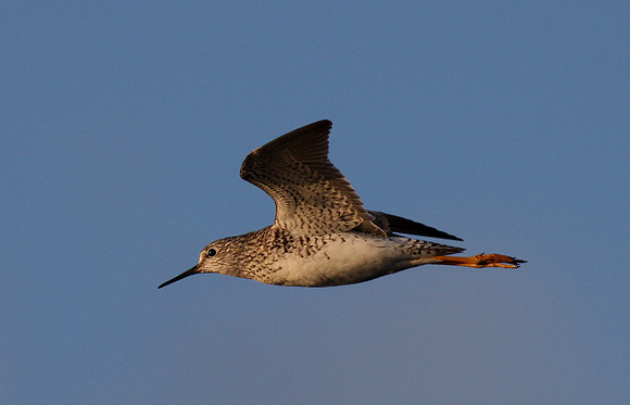 Lesser Yellowlegs