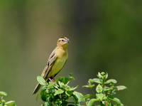 Bobolink (female)