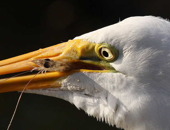 Great Egret with Prey