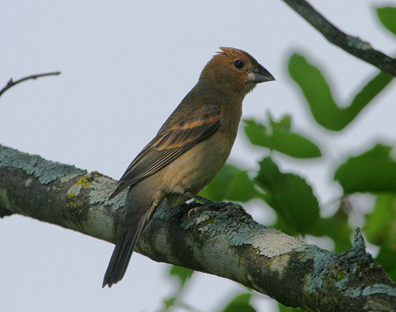 Blue Grosbeak (female)