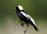 Bobolink