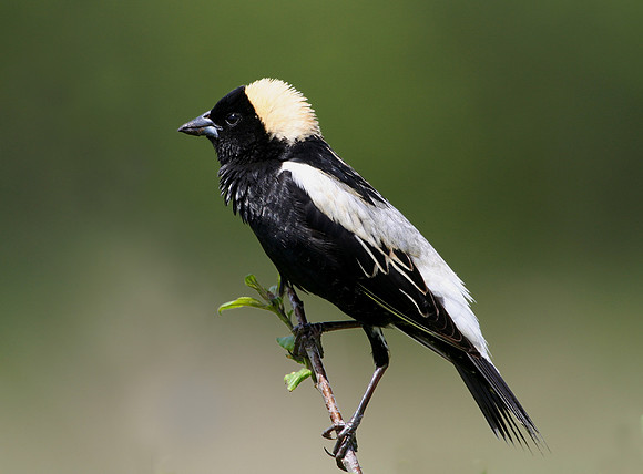 Bobolink