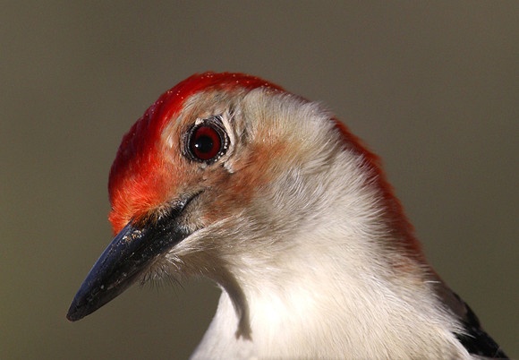 Red-bellied Woodpecker