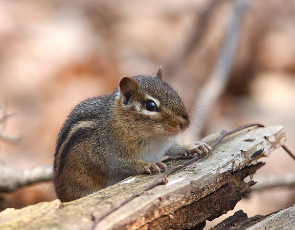 Eastern Chipmunk