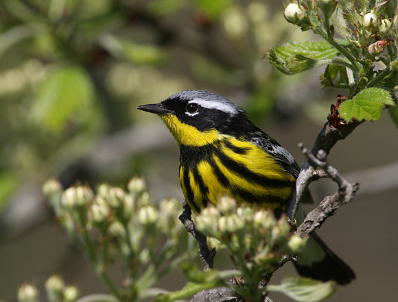 Magnolia Warbler
