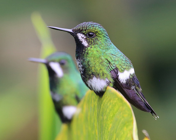 Green Thorntail - Costa Rica