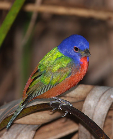 Painted Bunting - Corkscrew Swamp, Florida