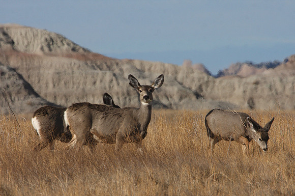 Mule Deer Badlands, South Dakota