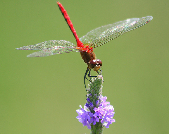 Meadowhawk