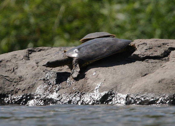 Spiny Softshell Turtle