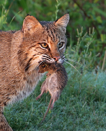 Bobcat with Hispid Cotton Rat