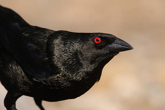 Bronzed Cowbird Laguna Atascosa NWR Texas