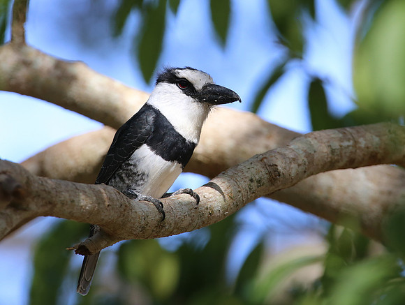 White-necked Puffbird - Casa Solimar, Costa Rica