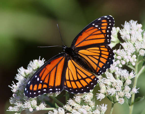 Viceroy