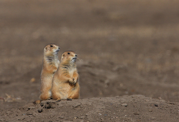 Black-tailed Prairie Dog - Badlands, South Dakota