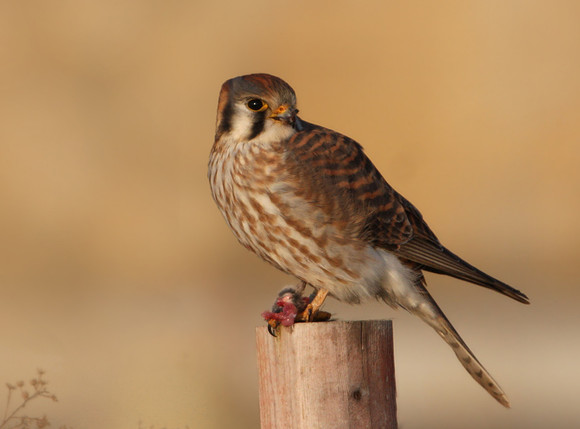 American Kestrel on Prey - Bolingbrook, Illinois
