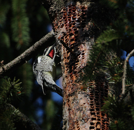 Yellow-bellied Sapsucker feeding