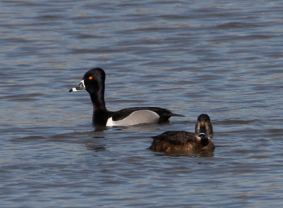 Ring-necked Duck