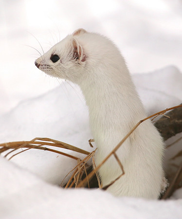 Short-tailed Weasel SaxZim Bog, MN