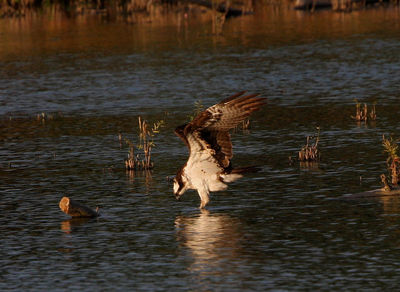 Osprey